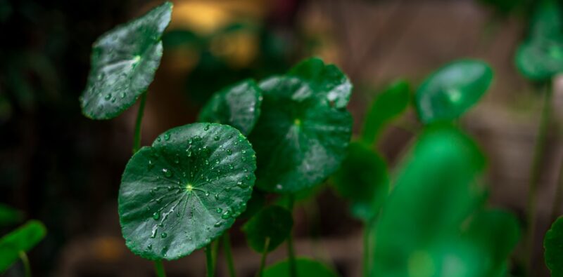 centella asiatica